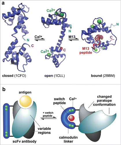 Figure 1. Engineering and identification of switchable scFv-CaM variants. (a) Conformation changes of Calmodulin. In a calcium- and peptide-unbound form, calmodulin adopts a closed conformation (PDB ID: 1CFD).Citation22 The distance between the N- and C-terminus is at its highest in the calcium-bound, open form (PDB ID: 1CLL),Citation23 whereas the termini approach each other when binding a calmodulin-binding peptide like M13 (PDB ID: 2BBM).Citation24 (b) Hypothetical mechanism of the Calmodulin-M13 peptide-based switchable scFv-system. Upon conformational change of calmodulin when binding M13 peptide, the paratope conformation of the scFv could be altered by a change in the geometry of VH/VL arrangement.