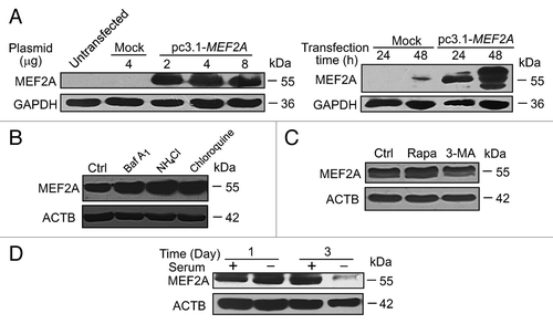 Figure 4. Exogenous overexpressed MEF2A is degraded by CMA. (A) Overexpression of MEF2A in Neuro-2A cells. Neuro-2A cells were transfected with mock (pcDNA3.1) or pc3.1-MEF2A plasmid at different dosages or for different times. MEF2A protein levels were analyzed by western blotting and GAPDH was used as an internal control. (B) Lysosomal inhibitors cause exogenous overexpressed MEF2A accumulation. Neuro-2A cells transfected with the MEF2A-expressing vector were respectively treated with Baf A1 (25 nM), NH4Cl (50 mM) or chloroquine (50 μM) for 24 h. The levels of MEF2A were determined by immunoblotting. (C) Macroautophagy is not involved in degradation of exogenous overexpressed MEF2A. Neuro-2A cells transfected with the MEF2A-expressing vector were treated with a macroautophagy stimulator (100 nM of rapamycin) or an inhibitor (10 mM of 3-MA) for 24 h and MEF2A levels were determined by western blot. (D) Serum withdrawal decreases exogenous MEF2A protein. Neuro-2A cells transfected with the MEF2A-expressing vector cells were treated with serum deprivation for the indicated times. The levels of MEF2A were determined by immunoblotting.