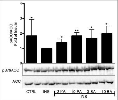 Figure 3. Short-chain fatty acids inhibit de novo lipogenesis via inhibition of ACC1. Primary rat adipocytes were stimulated with insulin (INS) in the presence or absence of 3 and 10 mM propionic acid (PA) and butyric acid (BA) for 10 min. In the CTRL, primary rat adipocytes were kept in a non-stimulatory condition. Homogenates were subjected to immunoblot analysis and membranes were probed for antibodies against ACC1 and phospho-ACC1 at serine 79 (S79). Quantification was made using Image Lab Software (Bio-Rad Laboratories) and data are presented as fold of insulin. Mean ± SD (n = 5–9) were used and significance levels were accepted when *P < 0.05, **P < 0.01 and ***P < 0.001.