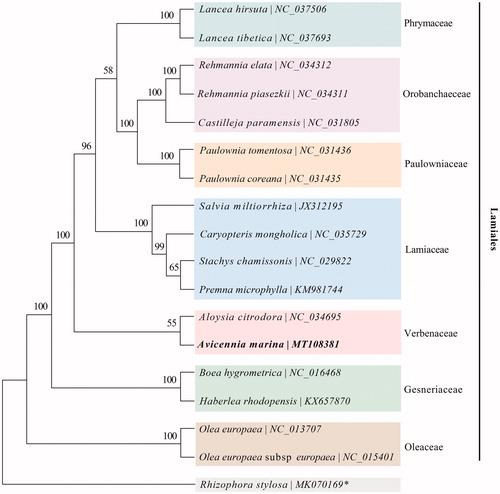 Figure 1. Phylogenetic tree conducted with Maximum Likelihood (ML) method based on 76 protein-coding genes shared between 17 chloroplast genomes under the order Lamiales and 1 outgroup marked by asterisks (*).