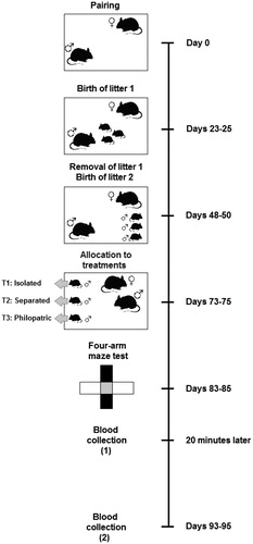 Figure 1. Time-line diagram of the experimental protocol. 30 breeding pairs (10 per taxon) were established (Day 0), with parturition of the first litter at Days 23–25. Offspring from the first litter were removed at 25 days of age (Days 48–50) just prior to the birth of the second litter. Pairs raised their second litter until juvenile males (30 per taxon) were allocated to one of three treatments at 25 days of age (Days 73–75). Juvenile males remained in their treatments for 10 days until 35 days of age and tested in a four-arm maze (Days 83–85). 20 min later, blood was taken from all males for corticosterone analysis. Blood for corticosterone analysis was collected again 10 days later at 45 days of age (Days 93–95) without exposure to the four-arm maze.
