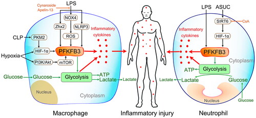 Figure 4. Modulation of macrophage (left) and neutrophil (right) inflammatory activation. LPS stimulation, cecal ligation and puncture (CLP) challenge, and a hypoxic state can promote the upregulated expression of PFKFB3 in macrophages via different signaling pathways. Then, the upregulated PFKFB3 increases macrophage inflammatory cytokine production by driving glycolysis. Similar results were found in LPS-stimulated neutrophils. However, inhibiting PFKFB3-driven glycolysis can effectively suppress neutrophil inflammatory activation. In addition, cyclosporine A alleviates acute severe ulcerative colitis (ASUC) by promoting neutrophil HIF-1α expression and restricting excessive neutrophil activation in the SIRT6-HIF-1α-glycolysis axis.