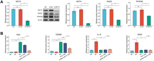 Figure 7 The relative expressions of MCT4, ENO2 and PFKFB3 in PC3 cells and the relative gene expressions of Arg1, CD206, IL-6 and iNOS in macrophages. (A) RT-qPCR analysis of MCT4 gene expression of PC3 cells in NC group, si-NC group and si-MCT4 group. Western blot analysis of MCT4, ENO2 and PFKFB3 protein expressions of PC3 cells in NC group, si-NC group and si-MCT4 group. (B) Bar plots showed the gene expressions of Arg1, CD206, IL-6 and iNOS measured by RT-qPCR of macrophages in M0, M1, M2, PC3-TAM and si-MCT4-PC3-TAM groups.The data are presented as the mean ± SD values, and the error bars represent data from triplicate biological experiments. ns, P≥0.05; **P<0.01; ***P<0.001.