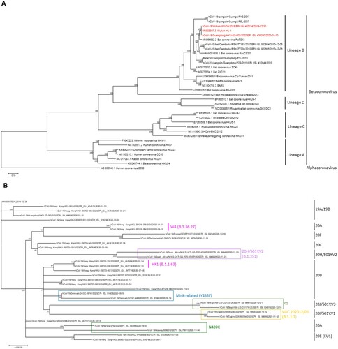 Figure 2. (A) Whole genome phylogenetic tree of betacoronaviruses. The tree was constructed by maximum likelihood method with the best-fit substitution model GTR + F+R5 using IQTree2. Bootstrap values were calculated by 500 trees. SARS-CoV-2 are highlighted in red. Human coronavirus 229E (NC_002645) was used as outgroup. (B) Whole genome phylogenetic analysis showing different clades of SARS-CoV-2. The tree was constructed by maximum likelihood method with the best-fit substitution model TIM2+F + I using IQTree2. Bootstrap values were calculated by 500 trees. Clade information as inferred by Nextstrain or Pango lineage are shown. HK1 is the predominant lineage found during the 2020 summer peak in Hong Kong, while W4 is the predominant lineage that is found in almost all local cases in Hong Kong since November 2020. The reference genome Wuhan-Hu-1 (GenBank accession number MN908947.3) is used as the root of the tree.