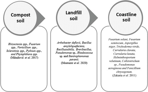 Figure 2. Microorganisms involved in polymer biodegradation studies in different areas. Locally isolated microbial strains have been identified in different sites for degradation from related articles.