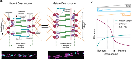 Figure 6. (a) Model illustrating architectural changes that take place during desmosome assembly and maturation. In nascent desmosomes, E-cadherin is enriched, desmosomes are shorter, and the desmoplakin rod/C-term plaque-to-plaque distance is wider compared to that in mature desmosomes where E-cadherin is excluded, the desmoplakin rod/C-terminal junction plaque-to-plaque distance is narrow, and the plaque length is extended. These structural changes may play important roles in the increased adhesion of mature desmosomes. (b) Schematic of the trends of the plaque length (green), desmoplakin plaque-to-plaque distance (magenta), and plakoglobin plaque-to-plaque distance (purple) as desmosomes mature.