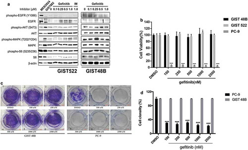 Figure 4. (a) Immunoblotting evaluations of GIST522 and GIST48B after treatment with gefitinib for 4h in serum-free media. MESO924 is an EGFR-positive control, GIST882 is an EGFR-negative control. (b) Cell viability was evaluated in GIST522 (black bars), GIST48B (light gray bars), and PC-9 (dark gray bars), at day 6 after treatment with gefitinib. Viability was analyzed using Cell-titer Glo® ATP-based luminescence assay. The data were normalized to DMSO and represent the mean values (± s.d.) from quadruplicate cultures. Statistically significant differences between DMSO control and gefitinib treatments are presented as *p < 0.05, ***p < 0.001. (c) Colony growth assays were performed 10 days after treatment with gefitinib (100, 250, 500, 1000, and 2500 nM). EGFR inhibition led to a greater reduction in colony formation and size in PC-9, but not in GIST48B. (d) Quantitations of GIST48B and PC-9 cell colony growth after treatment with gefitinib for 10 days. Statistically significant differences between DMSO control and inhibitor treatments are presented as ***p < 0.001.