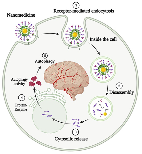 Figure 4 Nanotechnology-Enhanced protein/enzyme therapy mechanisms in Brain Disorders. Depending on the physicochemical characteristics of the drugs, drug nanocarriers are successively delivered to the endosomes after internalization, recycling endosomes, acidic lysosomes, mitochondria, or the nucleus.