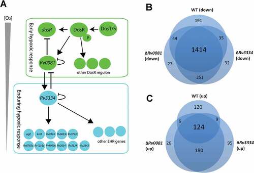 Figure 7. (a) Proposed model for the regulatory network of M. tb in response to hypoxia. See text for details. (b &c) Hypoxia induced changes of gene expression profiles in WT, ΔRv0081 and ΔRv3334. Overlap of downregulated genes in hypoxic cultures of WT, ΔRv0081 and ΔRv3334 relative to their respective aerobic cultures (b). Overlap of upregulated genes in hypoxic cultures of WT, ΔRv0081 and ΔRv3334 relative to their respective aerobic cultures (c).