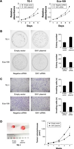 Figure 3 SIX1 promotes proliferation and invasion in esophageal squamous cell carcinoma cell lines.