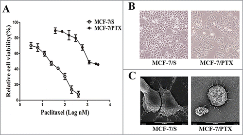 Figure 2. The effect of paclitaxel on MCF-7/S with MCF-7/PTX cells viability and morphological observation of cells. (A) The effect of paclitaxel on MCF-7/S and MCF-7/PTX cells viability was tested by MTT assay. Data were presented as mean ± SD from independent 3 experiments. (B) Cells were observed under inverted microscope (original magnification ×200). (C) Cells were observed under scanning electron microscope (original magnification ×2000).