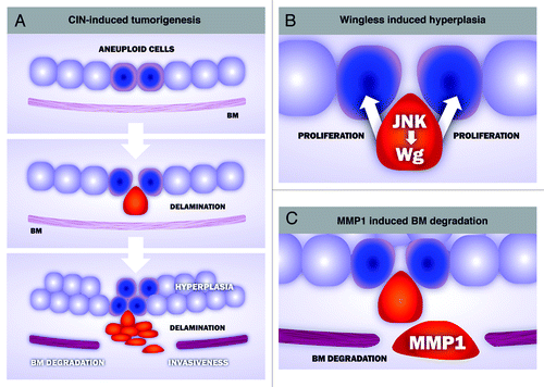 Figure 1. Cellular and molecular mechanisms underlying CIN-induced tumorigenesis in Drosophila epithelia. (A) CIN-induced tumorigenesis reproduces key aspects of human cancer, including cell delamination, hyperplasia, basement membrane (BM) degradation and invasiveness. Aneuploid cells (blue) lose their apicobasal polarity and delaminate from the epithelium (red). Delaminating cells activate the stress-responsive JNK signaling pathwa,y which, in turn, leads to the expression of at least two downstream targets genes, wingless and the matrix-metalloproteinase-1 (MMP1). Wingless contributes to the hyperplastic overgrowth of the monolayer epithelium (B), while MMP1 has an active role in degrading the BM, a critical step in tissue invasiveness (C).