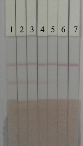 Figure 9. ACO detection by lateral-flow ICA strip in Chuan Mutong samples (n = 7). Pad 1 = 0 ng/mL, Pad 2 = 1 ng/mL, Pad 3 = 2.5 ng/mL, Pad 4 = 5 ng/mL, Pad 5 = 10 ng/mL, Pad 6 = 25 ng/mL, and Pad 7 = 50 ng/mL.