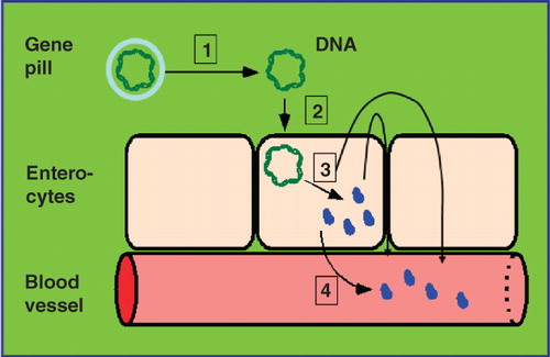 Figure 5. The ‘gene pill’ concept. The distinct steps (1–3) of the DNA transfer via the ‘gene pill’ which consists of the relevant passenger protein cDNA sequence flanked by appropriate regulatory elements and enclosed by an acid-stable biofilm (grey) into polar enterocytes are depicted with (1) degradation of the biofilm and (2) absorption of the DNA by the enterocytes. Following expression the passenger protein is secreted from the apical plasma membrane into the intestinal lumen and then delivered across the intestinal barrier via transcellular or paracellular transport into the underlying blood vessels (3). Alternatively, the passenger protein is secreted from the basolateral plasma membrane directly into the blood vessels (4).