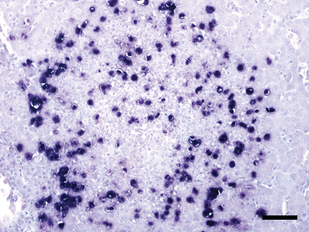 Figure 3.  Tissue section from the liver of the first Red-breasted Merganser. T. gallinarum clearly visible as dark purple spots. ISH. Bar = 50 µm.