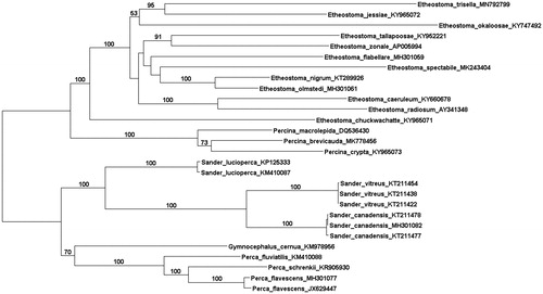 Figure 1. The evolutionary history of Percidae mitogenomes was inferred by using the Maximum Likelihood method based on the General Time Reversible model (GTR + I + G). The tree with the highest log likelihood score (−123285.9361) is shown. A discrete Gamma distribution was used to model evolutionary rate differences among sites (5 categories (+G, parameter = 0.1958)). All positions containing gaps and missing data were eliminated. There were a total of 16,419 positions in the final dataset. Evolutionary analyses were conducted in MEGA7 (Kumar et al. 2016).