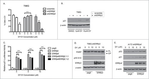 Figure 7. ERRβ2 inhibits ERRβsf activation of p21. (A) Fraction of T98G shERRβ stable cells in G1 determined by flow cytometry (n = 3, one-way ANOVA). (B) Corresponding p21 protein expression in T98G shERRβ2 stable cells 24 h after DY treatment. (C) p21 promoter reporter assay. HeLa cells co-transfected with psg5, ERRβsf and/or ERRβ2 (24 h) and then treated with DY (20 h). Experiment was performed in triplicate (2-way ANOVA). (D) Protein expression of PARP, ERRβ2 and phospho-H3 ser10 in T98G-shERRβ2 cells transfected with the shRNA-resistant ERRβ2 plasmid (28 h) and treated with DY (24 h). (E) Protein expression of p53, p21 and ERRβsf in A172-shERRβsf cells transfected with the shRNA-resistant ERRβsf plasmid (28 h) and treated with DY (24 h). (*P < 0.05 **P < 0.01 ***P < 0.001).