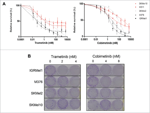 Figure 1. Sensitivity of melanoma cell lines to anti-MEK inhibitors. (A) Short-term growth-inhibition assay of the indicated cell lines (SKMel10, M311, SKMel2, M376, IGRMEL1) treated with increasing concentrations of trametinib or cobimetinib. Cell viability was determined using the WST-1 cell proliferation assay. The data are presented as the mean +/− SEM (n = 3). (B) Long-term colony formation assay of the indicated cell lines. Cells were grown in the absence or presence of trametinib or cobimetinib at the indicated concentrations for 7–14 days. For each cell line, all dishes were fixed at the same time, stained and photographed.
