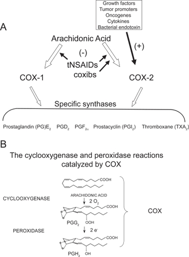 Figure 1 Pathways of prostanoid biosynthesis. (A) Prostanoids (PGE2, PGD2, PGF2α, PGI2, TXA2) are produced by COX-1 and COX-2 and specific synthases; (B) PGH2, generated by cyclooxygenase and peroxydase activity of COX, is then converted to prostanoids by the activity of different synthases.