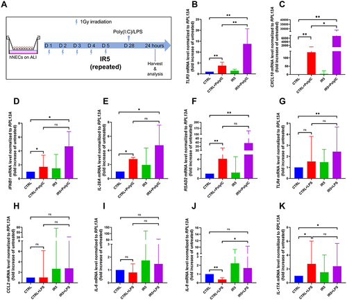 Figure 6 The mRNA level of antiviral and antimicrobial markers compared to the untreated cells (treated with 25 µg/mL Poly(I:C) or 10 µg/mL LPS, n = 6). (A) Schematic for stimuli treatment on matured hNECs. (B–F) TLR3, CXCL10, IFNB1, IL-28A, and RSAD2 mRNA level was increased significantly post 25 μg/mL Poly(I:C) treatment in both Poly(I:C)-treated control and Poly(I:C)-treated IR5 group in comparison to the untreated control. (G–K) TLR4 and IL-17A increased significantly post 10 μg/mL LPS treatment in the IR5 group in comparison to the untreated control. Error bars represent median with interquartile range. P > 0.05 is presented as “ns”; P < 0.05 is presented as “*”; P < 0.01 is presented as “**”. IR5: hNECs that exposed to repeated irradiation; CTRL: The untreated hNECs.