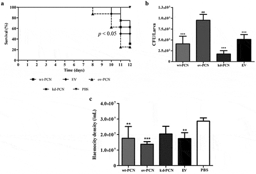 Figure 3. PCN effect on the virulence of P. brasiliensis as verified in G. mellonella experimental fungal infection. Each G. mellonella larva was infected with 5 x 106 yeasts of wt-PCN, ov-PCN, kd-PCN, or EV (empty vector) (n = 24). Larvae inoculated with PBS were used as negative controls. (a) Survival curves of infected G. mellonella larvae with P. brasiliensis yeasts from different strains; p values represent the log-rank test in wild-type strain vs. transformed yeasts. (b) CFU recovering 48 h after infection of G. mellonella larvae with P. brasiliensis yeasts from different strains. *** p < 0.0001 vs. ov-PCN-infected group; ## p < 0.001 vs. kd-PCN infected group. (c) Hemocyte density, determined by counting cells in a Neubauer hemocytometer of the hemolymph samples, collected 48 hours after infection with P. brasiliensis yeasts from different strains; asterisks indicate statistical significance (*** p < 0.0001) relative to the PBS group.