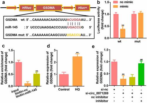 Figure 5. GSDMA is the direct target of miR-145 in H9c2 cells. a: Online prediction software was used to identify the targeting relationship between GSDMA and miR-145. b: Luciferase activity experiments was performed to verify the targeting relationship between GSDMA and miR-145. c: Relative mRNA enrichment of GSDMA was captured using biotin-miR-145. d: GSDMA levels elevated in H9c2 cells treated with high glucose. E: GSDMA increased and decreased in H9c2 cells treated with miR-145 inhibitor and si-circ_0071269, respectively. All experimental results were obtained by repeating three times. *P< 0.05, **P< 0.01, ***P< 0.001.