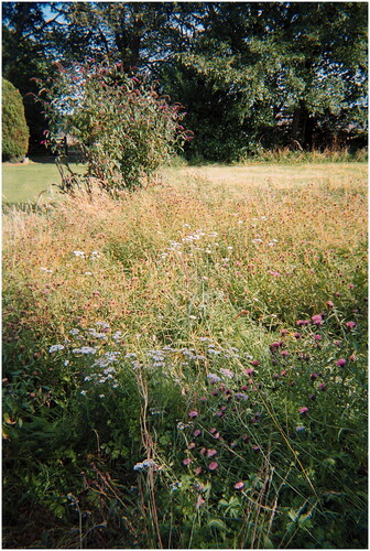Image 1. Layered landscape: butterfly area, croquet lawn, hedge and native species trees.