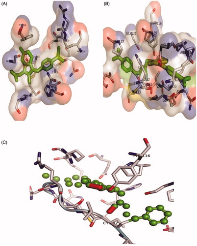 Figure 5. The orientation of Cox-2 residues making interactions with ligands (green) in 3 D confirmation. (A) The binding of drug Sulindac with Cox-2 protein. The amino acids residues are making hydrophobic interaction with drug. (B) The binding of compound 3 with Cox-2 protein. The amino acids residues are making two hydrogen bonds and hydrophobic interaction with the compound. (C) The Cys-32 and Tyr-116 making hydrogen bonds with compound 3.