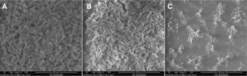 Figure 7 SEM images showing biofilms of the bacteria established on the surface of polystyrene plates. (A) In the absence of nanoparticles; (B) incubated with chitosan-coated iron oxide nanoparticles at 500 µg/mL; (C) incubated with chitosan-coated iron oxide nanoparticles at 4 mg/mL.Abbreviation: SEM, scanning electron microscopy.