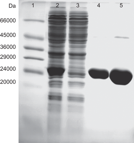 Figure 2.  SDS-PAGE gel for determination of the molecular weight of PfGST. The proteins were analysed by SDS-PAGE and stained with Coomassie Blue to determine the molecular weight of PfGST. Lane 1, Molecular weight markers (Sigma), lane 2, E. coli lysate IPTG induced, lane 3, unbound fraction of Ni-NTA affinity chromatography, lane 4, bound affinity fraction of Ni-NTA affinity chromatography and lane 5, the concentrated affinity pool.