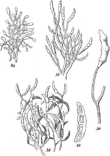 Fig. 1 Reproduction of selected elements of the original drawings by Citationvon Martius (1842) illustrating Fusisporium solani, the causal agent of potato dry rot. Original figure numbers were kept. 26–28. Repeatedly branched conidiophores, comparable to sporodochial conidiophores illustrated in Fig. 5F, bearing multi-septate, Fusarium-like macroconidia. 29. Fusarium-like macroconidium with three pairs of lateral constrictions indicating the location of 3 putative septa. 30. Sparsely branched conidiophore with a still attached Fusarium-like macroconidium.