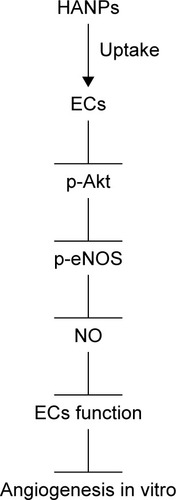 Figure 9 A schematic graph of the possible mechanisms.Abbreviations: ECs, endothelial cells; HANPs, hydroxyapatite nanoparticles; NO, nitric oxide.