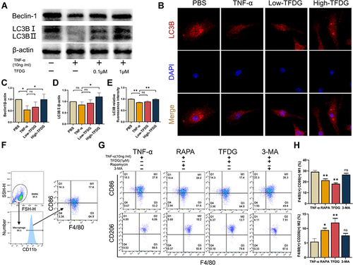 Figure 8 TFDG regulated macrophage polarization via autophagy. Before 10ng/mL TNF-α treatment for 4h, low and high concentration of TFDG (0.1 and 1.0μM) were separately added to the low and high TFDG groups for 2hours. (A) The Western blot analysis of Beclin-1, LC3B and β-actin (internal reference). (B) Immunofluorescence of the LC3B in BMMs. (C and D) Quantitative analysis of the gray level of Beclin-1 and LC3B bands. (E) Quantitative analysis of LC3B fluorescence intensity. (F) M1 and M2 macrophage sorting process with flow cytometry. (G and H) F4/80(+)CD86(+) and F4/80(+)CD206(+) macrophages were analyzed. (*p<0.05 and **p<0.01 compared with the TNF-α group, n=3 each group).