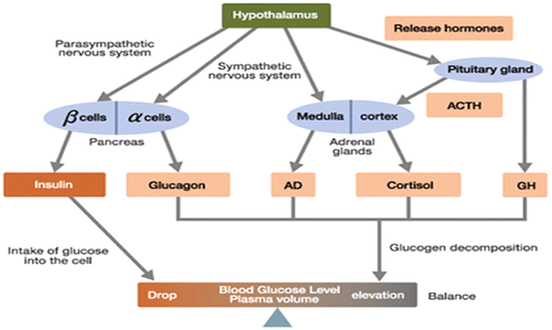 Figure 11. Regulation of blood glucose level by insulin and glucagon and other related hormones (Rajendran et al., Citation1979).