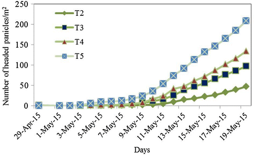 Figure 5. Effects of water treatment on daily headed panicle.