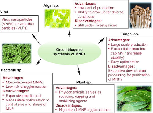 Figure 2. Advantages of green synthesis of metal nanoparticles.MNP: Metal nanoparticle.