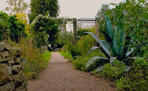 Figure 1. View down the path from the edible garden towards the medicinal garden, east side of the Chelsea Physic Garden, London.