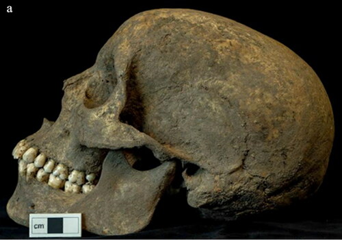 Fig. 10 SK 649's skull with notable mandibular robusticity.