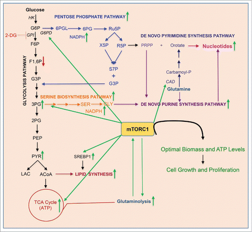 Figure 1. mTORC1 re-wires GI cell metabolism upon glycolysis inhibition to promote growth and proliferation. Green arrows indicate either increased mTORC1-mediated pathway activity or higher levels of the indicated enzymes or metabolites. Enzymes are italicized. G6P, glucose 6-phosphate; F6P, fructose 6-phosphate; F1,6P, fructose 1,6-diphosphate; G3P, glyceraldehyde 3-phosphate; 3PG, 3-phosphoglycerate; 2PG, 2-phosphoglycerate; PEP, phosphoenol pyruvate; PYR, pyruvate; LAC, lactate; ACoA, acetyl CoA; SER, serine; GLY, glycine; 6PGL, 6-phosphogluconolactone; 6PG, 6-phosphogluconate; Ru5P, X5P, R5P, ribulose-, xylulose-, and ribose- 5 phosphates; S7P, sedoheptulose 7-phosphate; GPI, glucose-6-phosphate isomerase; G6PD, glucose-6-phosphate dehydrogenase; CAD, CAD enzyme.