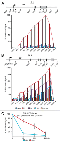Figure 4 FAS displays extended transcriptional competence after p53 shut down. (A and B) Linear scale models of the p21 and FAS loci indicating exon structures and transcription start sites. The location of 12 PCR amplicons used in ChIP assays for each locus is also shown. ChIP assays were performed with antibodies recognizing S2P-CTD. (C) Summary of ChIP data from the 3′ end of p21 (+8,566) and FAS (+25,242) over the time course following Nutlin-3 treatment and removal.