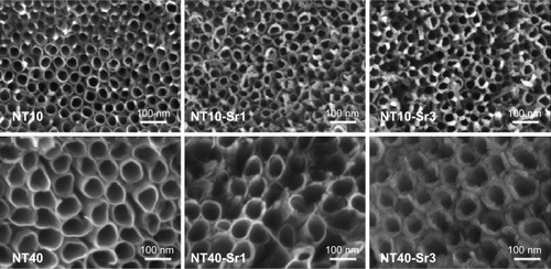 Figure 1 Representative FE-SEM images of Ti surfaces modified with NT and NT-Sr structures.Abbreviations: FE-SEM, field-emission scanning electron microscopy; NT, nanotube; Sr, strontium; Ti, titanium.