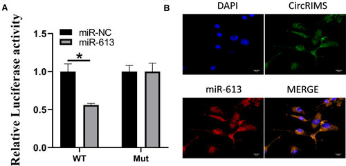 Figure 3 CircRIMS directly targets miR-613. Luciferase activities were used to investigate the targeting of circNELL2 and miR-127-5p (A). FISH experiment using the probe of miR-613 and CircRIMS were carried out to evaluate the co-location of them (B). *p<0.05.