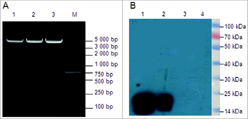 Figure 6. Identification and expression of the DNA vaccines in vitro. (A) Restriction enzyme analysis of the 3 multi-epitope DNA vaccines, with digestion by BamH I and EcoR I,follwed by 1% agarose electrophoresis. Two bands (about 5,000 bp and 500 bp) were observed for all 3 recombinant plasmids. Lane 1, pJW4303-MEG1; lane 2, pJW4303-MEG2; lane 3, pJW4303-MEG3; M, Trans 2K Plus marker. (B) Western blot analysis of DNA vaccine protein expression in vitro. 293T cells were transiently transfected with pJW4303-MEG1, pJW4303-MEG2, or pJW4303-MEG3. Expression of the proteins was identified by Western blot using rabbit anti-MEG1.E polyclonal antibody as primary antibody. A 16 kDa band was observed for both pJW4303-MEG1 and pJW4303-MEG2, but no signal was detected for pJW4303-MEG3 or the control. Lane 1, pJW4303-MEG1; lane 2, pJW4303-MEG2; lane 3, pJW4303-MEG3; lane 4, negative control. Protein marker beside the film used to illustrate protein sizes was cut from the PVDF membrane.