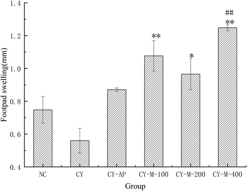 Figure 7. DTH (n = 5) in mice were measured, treated with MLN-1 or AP for 28 days. NC, CY and CY-AP group were used as normal, blank and positive control, respectively. Data are presented as means ± SD.