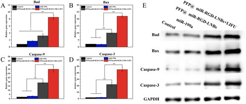 Figure 9. Comparative expression of apoptosis markers in HepG2 cells after various treatments. Panels (A–D) represented the mRNA expression levels of Bad (A), Bax (B), Caspase-9 (C) and Caspase-3 (D). Panel (E) showed the Western Blot images reflecting the protein expression of these markers across different treatment groups: control, miR199a, PFP@miR-RGD-LNBs and PFP@miR-RGD-LNBs + LIFU. Cells were co-incubated with the specified LNBs formulations for 48 h, with some groups receiving LIFU treatment as designated.