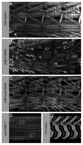 Figure 4. DIM-7 is not essential to maintain larval muscle attachments. (A–C) Confocal micrographs of third instar larval fillets stained with phalloidin to visualize muscle actin structures. Four hemisegments are shown. (A) Expression of the muscle driver 24B-Gal4 alone does not result in the detachment of muscles from their attachment sites. (B) Reduction of αPS2 integrin, encoded by the inflated locus, exhibits many muscles that are unable to maintain stable attachments in actively crawling larvae. The 24B-Gal4 driver was recombined with Gal80ts before mating to the UAS-inflated RNAi flies. The resulting 24B-Gal4; Gal80ts/UAS-inflated larvae were kept at the permissive temperature until mid-larval stages to circumvent lethality due to an earlier requirement for αPS2 integrin. (C) In contrast, knockdown of DIM-7 in the larval musculature by RNAi has no effect on the ability of the muscles to remain stably attached. (D and D′) Third instar larvae stained with either anti-DIM-7 antisera or expressing a YFP-DIM-7 fusion protein in the muscle. DIM-7 is localized to the Z-lines, excluded from actin-enriched I-bands, and is present in the nuclei. Anterior is left and dorsal is up.