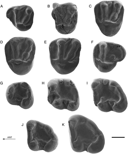 FIGURE 4. Protospermophilus kelloggi from Split Rock, U.S.A. Comparative material. A, CM 14883, D4; B, CM 15924, P4 (reversed); C, CM 15924, M1/2 (reversed); D, CM 15924, M1/2 (reversed); E, CM 14295, M1/2; F, CM 13521, M3; G, CM14661, p4 (reversed); H, UU 475, m1; I, CM 15855, m2 (reversed); J, CM 15855, m3 (reversed); K, CM 13524, m3. Scale bar equals 1 mm.