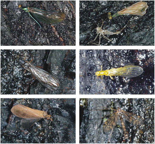 Figure 6. (a–f) Aquatic insects trapped by the painted black vertical sticky bark in experiment 3. (a) Beautiful demoiselle (Calopteryx virgo) female. (b) Female C. virgo exhausted during emergence. (c–d) Stoneflies (Plecoptera). (c) Common forestfly (Nemoura cinerea). (d) Sallfly (Chloroperla sp.). (e) Caddisfly (Rhyacophilidae). (f) Crane fly (Tipulidae)