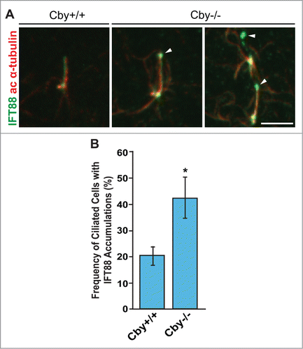 Figure 3. IFT88 aggregates at the distal tip of primary cilia are present in Cby−/− MEFs. (A) Confocal images of Cby+/+ and Cby−/− MEFs that were serum-starved for 48 hrs and stained for IFT88 (green) and ac α-tubulin (red). Accumulations of IFT88 (arrowheads) were found at the distal end of primary cilia in Cby−/− MEFs. Scale bar: 5 µm. (B) Quantification of frequency of ciliated cells with IFT88 accumulations in serum-starved Cby+/+ and Cby−/− MEFs. Greater than 198 cells with primary cilia were counted from each of 3 individual MEF preparations. Data presented as means ± SEM. *, p < 0.05.