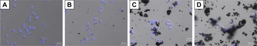 Figure 2 Live cells imaged after incubation with bisbenzimide H33342 fluorochrome trihydrochloride for nuclear staining.Notes: (A) Control; (B) W-140; (C) W-55; (D) H-140. (B–D) RAW264 cells exposed to FT9110 at 100 µg/mL in 0.1% PS-DPBS. The control was medium containing each dispersant only.Abbreviations: DPBS, Dulbecco’s PBS; FT9110, Flotube 9110; PS, polysorbate 80.